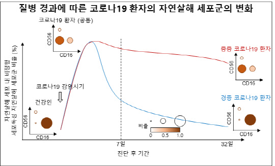 신의철 KAIST 교수 연구팀과 김연숙·천신혜 충남대병원 교수 연구팀은 코로나19 환자의 감염 경과에 따라 자연살해 세포가 감소하고, 중증 환자에게서 감소 상태가 더 지속돼 선천 면역반응 손상을 일으킨다는 사실을 밝혀냈다.  KAIST 제공